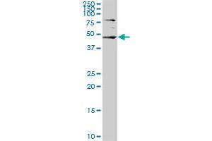 Western Blotting (WB) image for anti-serum/glucocorticoid Regulated Kinase 2 (SGK2) (AA 293-367) antibody (ABIN523484)