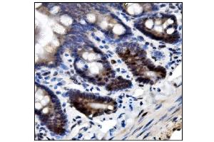 IHC analysis of SUMO2/3 using anti-SUMO2/3 antibody (ABIN7600856). (SUMO2/3 antibody  (AA 24-72))