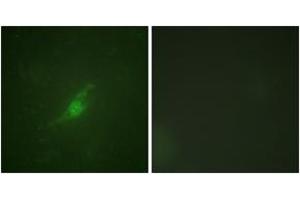 Immunofluorescence analysis of NIH-3T3 cells, using Period Circadian Protein 2 (Ab-662) Antibody. (PER2 antibody  (AA 636-685))