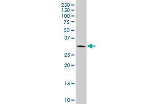 BRMS1 antibody  (AA 1-246)