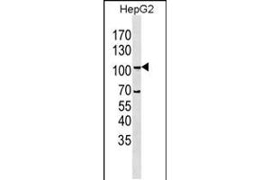 Western blot analysis in HepG2 cell line lysates (35ug/lane). (LGR5 antibody  (N-Term))