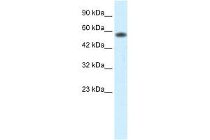 WB Suggested Anti-PCYOX1 Antibody Titration:  0. (PCYOX1 antibody  (C-Term))