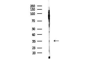 Western blot analysis of lysates from 293 cells(starvation,24h treatment), using OR1M1 Antibody at 1/1000 dilution.