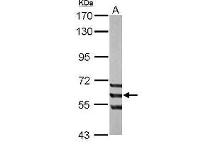 WB Image Sample (50 ug of whole cell lysate) A: mouse liver 7. (ADCK1 antibody)