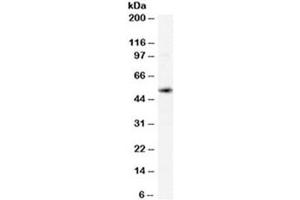 Western blot testing of human spleen lysate with xCT antibody at 0. (SLC7A11 antibody)