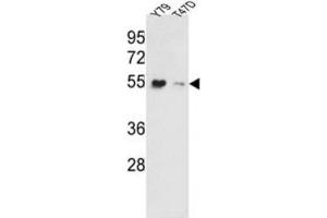 Western Blotting (WB) image for anti-Eukaryotic Translation Elongation Factor 1 alpha 1 (EEF1A1) antibody (ABIN3002704) (eEF1A1 antibody)