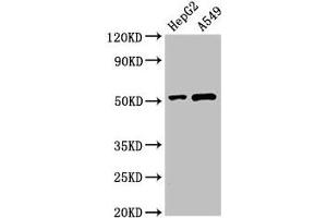 Western Blot Positive WB detected in: HepG2 whole cell lysate, A549 whole cell lysate All lanes: PNLIPRP2 antibody at 3 μg/mL Secondary Goat polyclonal to rabbit IgG at 1/50000 dilution Predicted band size: 52 kDa Observed band size: 52 kDa (PNLIPRP2 antibody  (AA 305-460))