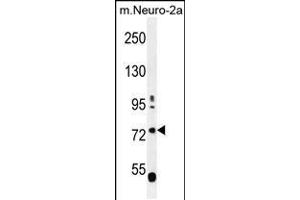 LRWD1 antibody  (N-Term)