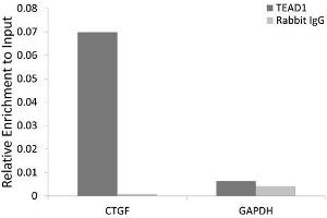 Chromatin immunoprecipitation analysis extracts of HeLa cell line, using TEAD1 rabbit polyclonal antibody and rabbit IgG. (TEAD1 antibody)