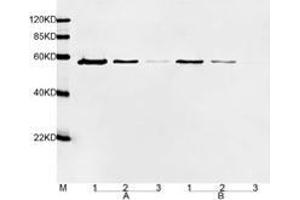 Primary antibody: A. (DYKDDDDK Tag antibody  (HRP))