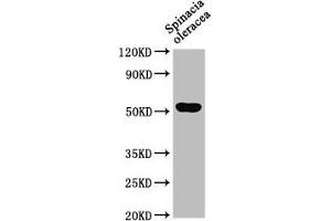 Western Blot Positive WB detected in: Spinacia oleracea leaf tissue All lanes: SUN1 antibody at 1:1000 Secondary Goat polyclonal to rabbit IgG at 1/50000 dilution Predicted band size: 52 kDa Observed band size: 52 kDa (SUN1 antibody  (AA 2-105))