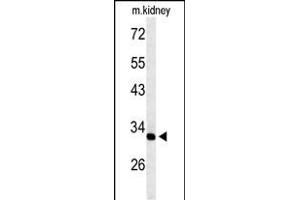 Western blot analysis of TMUB2 Antibody (Center) (ABIN653594 and ABIN2842963) in mouse kidney tissue lysates (35 μg/lane). (TMUB2 antibody  (AA 83-112))
