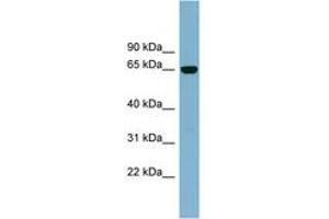 Image no. 1 for anti-Interleukin 22 Receptor, alpha 1 (IL22RA1) (AA 251-300) antibody (ABIN6742083) (IL22 Receptor alpha 1 antibody  (AA 251-300))