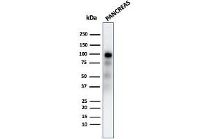 Western Blot Analysis of human Pancreas tissue lysate using GP2 Recombinant Rabbit Monoclonal Antibody (GP2/2569R). (Recombinant GP2 antibody  (AA 35-179))