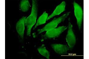 Immunofluorescence of purified MaxPab antibody to GRN on HeLa cell. (Granulin antibody  (AA 1-593))
