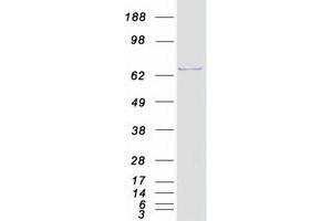 Validation with Western Blot (PTGS1 Protein (Transcript Variant 1) (Myc-DYKDDDDK Tag))