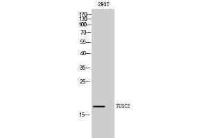 Western Blotting (WB) image for anti-Tumor Suppressor Candidate 2 (TUSC2) (Internal Region) antibody (ABIN3187381) (TUSC2 antibody  (Internal Region))