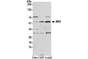 Western Blotting (WB) image for anti-Mitogen-Activated Protein Kinase-Activated Protein Kinase 5 (MAPKAPK5) (AA 423-473) antibody (ABIN7453731)