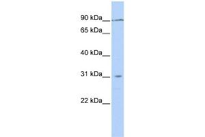 TMEM146 antibody  (N-Term)