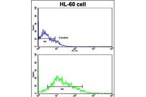 Flow cytometric analysis of HL-60 cells using LIN28B Antibody (bottom histogram) compared to a negative control cell (top histogram).