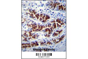 PTPN20A Antibody immunohistochemistry analysis in formalin fixed and paraffin embedded human stomach tissue followed by peroxidase conjugation of the secondary antibody and DAB staining.