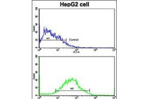 Flow cytometric analysis of HepG2 cells using PUM2 Antibody (S182)(bottom histogram) compared to a negative control cell (top histogram). (PUM2 antibody  (AA 159-189))