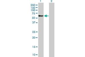 Western Blot analysis of EED expression in transfected 293T cell line by EED MaxPab polyclonal antibody. (EED antibody  (AA 1-441))