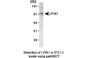 Image no. 2 for anti-Lipin 1 (LPIN1) (AA 300-400), (Internal Region) antibody (ABIN363586) (Lipin 1 antibody  (Internal Region))