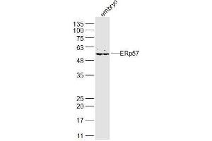 Mouse embryo lysates probed with ERp57 Polyclonal Antibody, Unconjugated  at 1:300 dilution and 4˚C overnight incubation. (PDIA3 antibody  (AA 351-450))