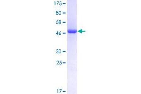 MXI1 Protein (AA 1-182) (GST tag)