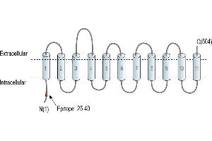 anti-Solute Carrier Family 38, Member 2 (SLC38A2) (AA 25-40), (Intracellular), (N-Term) antibody