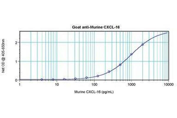 CXCL16 抗体