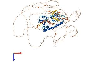 MAGED1 Protein (AA 1-775) (His tag)