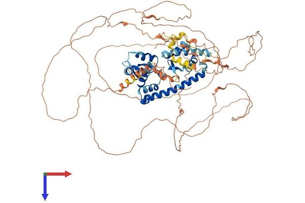 MAGED1 Protein (AA 1-775) (His tag)
