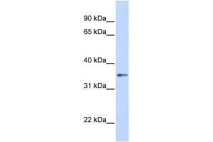 WB Suggested Anti-GNB1 Antibody Titration: 0.