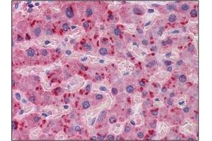 Immunohistochemistry (IHC) image for anti-Apolipoprotein A-II (APOA2) (AA 1-101) antibody (ABIN614396) (APOA2 antibody  (AA 1-101))