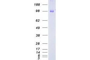 Validation with Western Blot (EPH Receptor B3 Protein (EPHB3) (Myc-DYKDDDDK Tag))