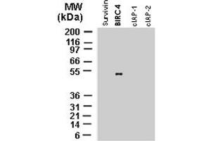 Western blot analysis of recombinant full-length IAP proteins using polyclonal antibody to BIRC4 polyclonal antibody  at 1 : 2000. (XIAP antibody)