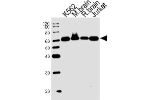 Lane 1: K562, Lane 2: mouse brain, Lane 3: rat brain, Lane 4: Jurkat cell lysate at 20 µg per lane, probed with bsm-51409M USP14 (889CT6. (USP14 antibody)