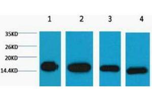 Western Blotting (WB) image for anti-Histone 3 (H3) antibody (ABIN3178591) (Histone 3 antibody)