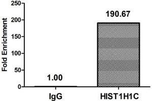 Chromatin Immunoprecipitation Hela (4*10 6 ) were treated with Micrococcal Nuclease, sonicated, and immunoprecipitated with 8 μg anti-HIST1H1C (ABIN7139594) or a control normal rabbit IgG. (HIST1H1C antibody  (meLys186))