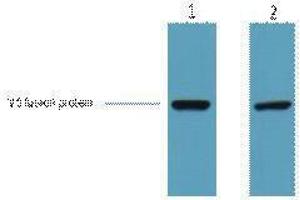 Western Blotting (WB) image for anti-V5 Epitope Tag antibody (ABIN3181078) (V5 Epitope Tag antibody)