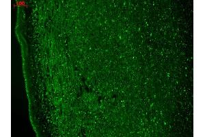 Immunohistochemistry analysis using Mouse Anti-CaV3. (CACNA1H antibody  (AA 1019-1293) (APC))