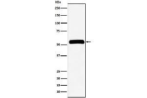 Western blot analysis of IMPDH2 expression in HeLa cell lysate.