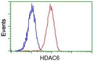 Image no. 4 for anti-Histone Deacetylase 6 (HDAC6) antibody (ABIN1498620)