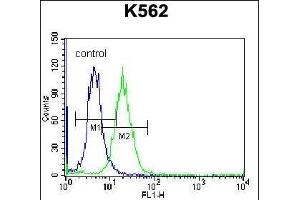 HIST1H2AB Antibody (N-term) (ABIN656986 and ABIN2846169) flow cytometric analysis of K562 cells (right histogram) compared to a negative control cell (left histogram). (HIST1H2AB antibody  (N-Term))