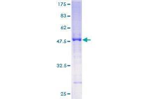 SLC45A2 Protein (AA 1-243) (GST tag)