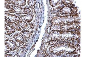 IHC-P Image SOCS1 antibody detects SOCS1 protein at nucleus on mouse colon by immunohistochemical analysis. (SOCS1 antibody  (C-Term))