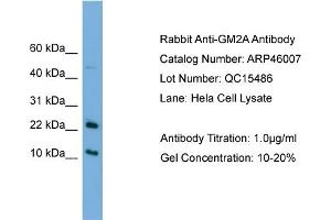 WB Suggested Anti-GM2A  Antibody Titration: 0. (GM2A antibody  (N-Term))