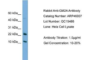 WB Suggested Anti-GM2A  Antibody Titration: 0.
